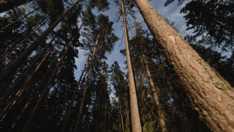 view of tall pine trees in forest