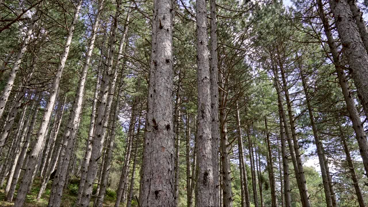 ⁇ 빛이 가득한 소나무 숲 봄 파닝 오른쪽으로 기울어