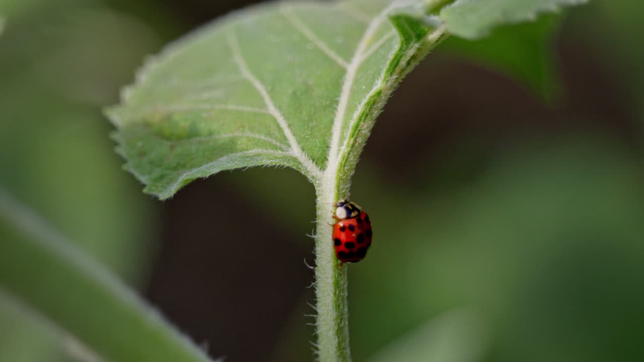 Organic Sunflower Field green plant with a ladybug climbing on the plant. closeup view in agriculture field