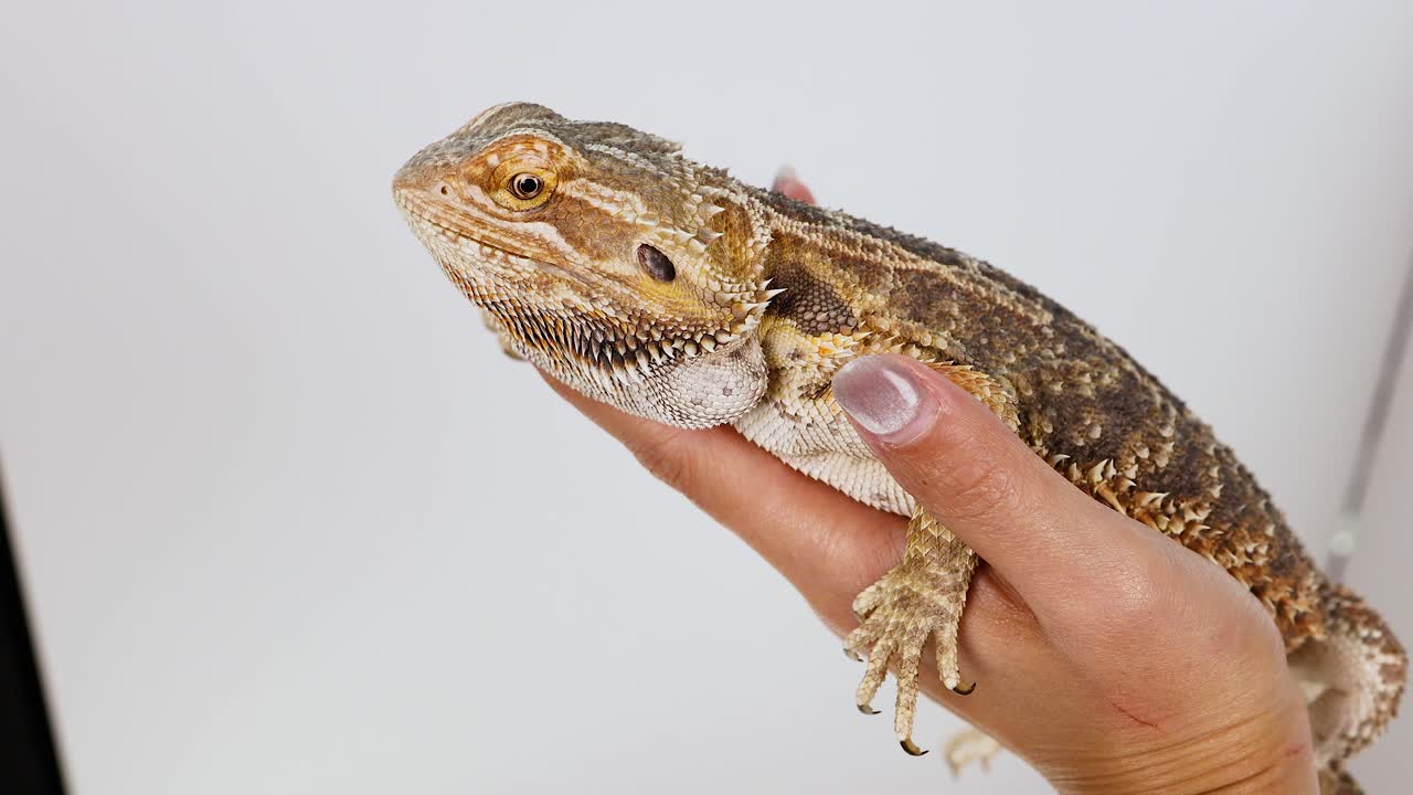 A bearded dragon is gently held in a hand, showcasing its textured scales in a well-lit, neutral setting