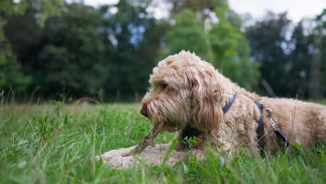 Goldendoodle-hund,-Der-Trockenen-Zweig-Nagt,-Der-Auf-Einer-Grasbewachsenen-Wiese-In-Einem-Park-Liegt