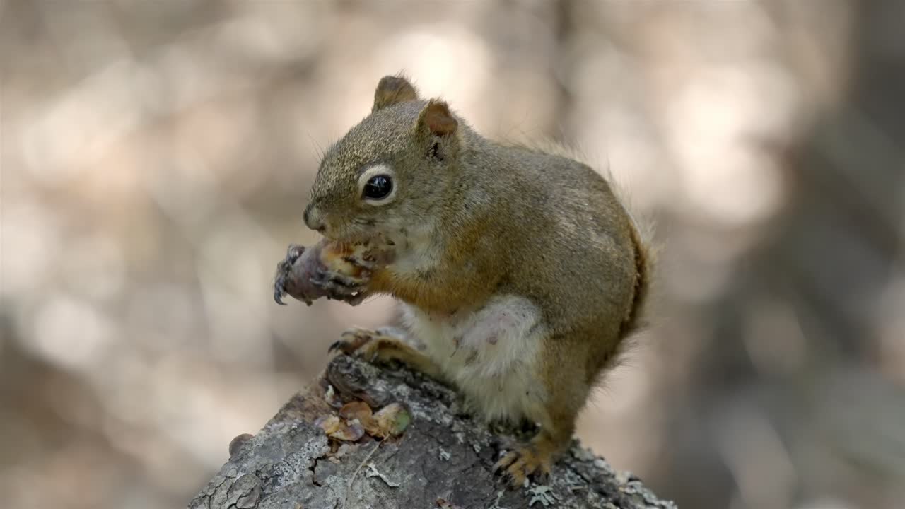 Wild red squirrel eating a nut on a tree branch in a natural forest setting