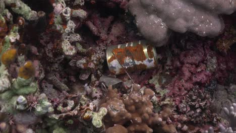 rusty tin can lying on tropical coral reef