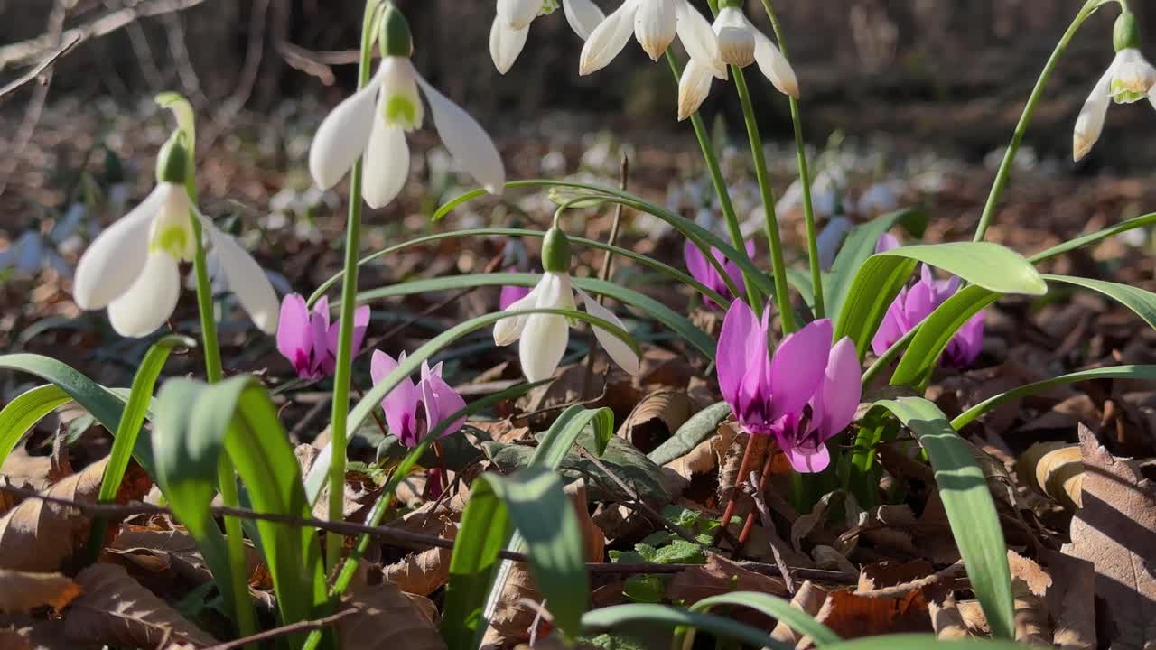 Cyclamen purple violet forest winter Hyrcanian landscape blooming flower autumn scenic background vibrant spring foliage colorful botanical grow natural outdoor wildflower Iran travel seasonal beauty