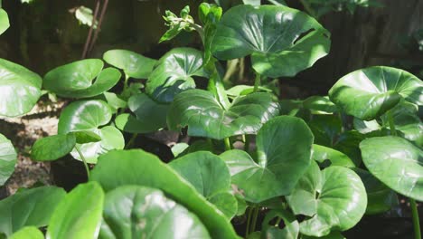 Centrarse-En-Las-Plantas-En-La-Naturaleza