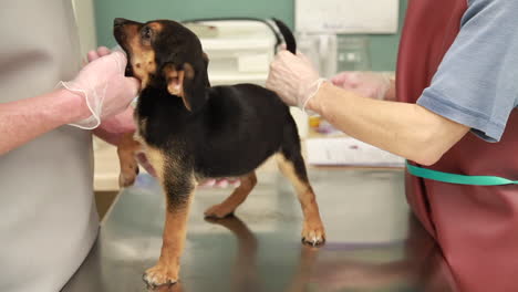 los veterinarios examinan la salud de un cachorro en la clínica-3