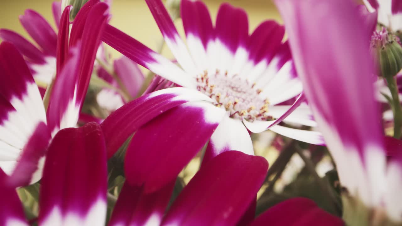 tiro de muñeca de margarita blanca y morada