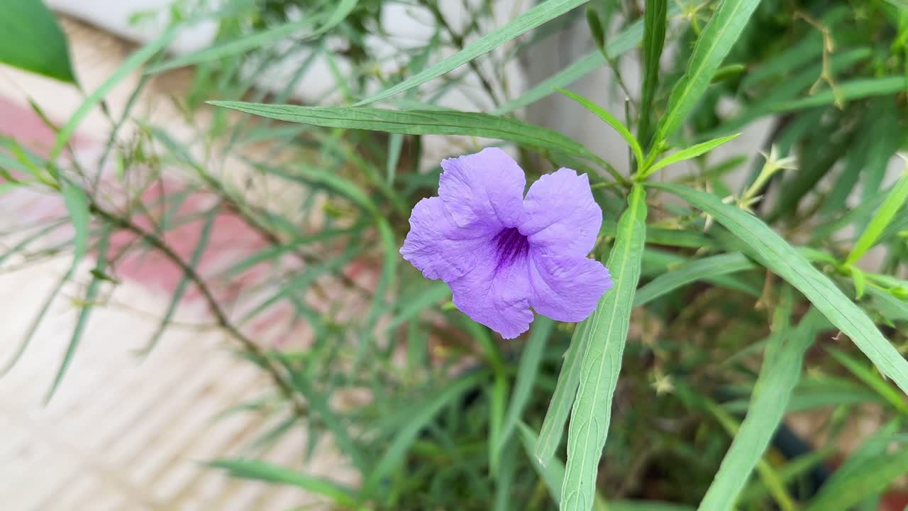 closeup of Mexican petunia flower which is purple pink blue violet flower