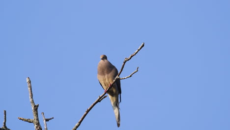 A-beige-mourning-dove-perched-on-a-leafless-treetop-against-a-blue-sky-background