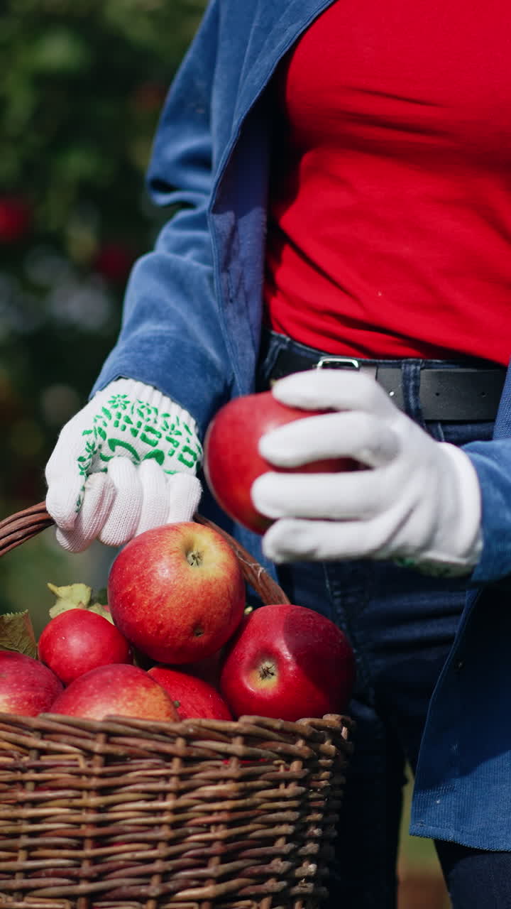 Unrecognized female in blue shirt, jeans and gloves holding a basket full of ripe apples. Lady takes some apples looking at them and puts back. Blurred nature backdrop. Vertical video