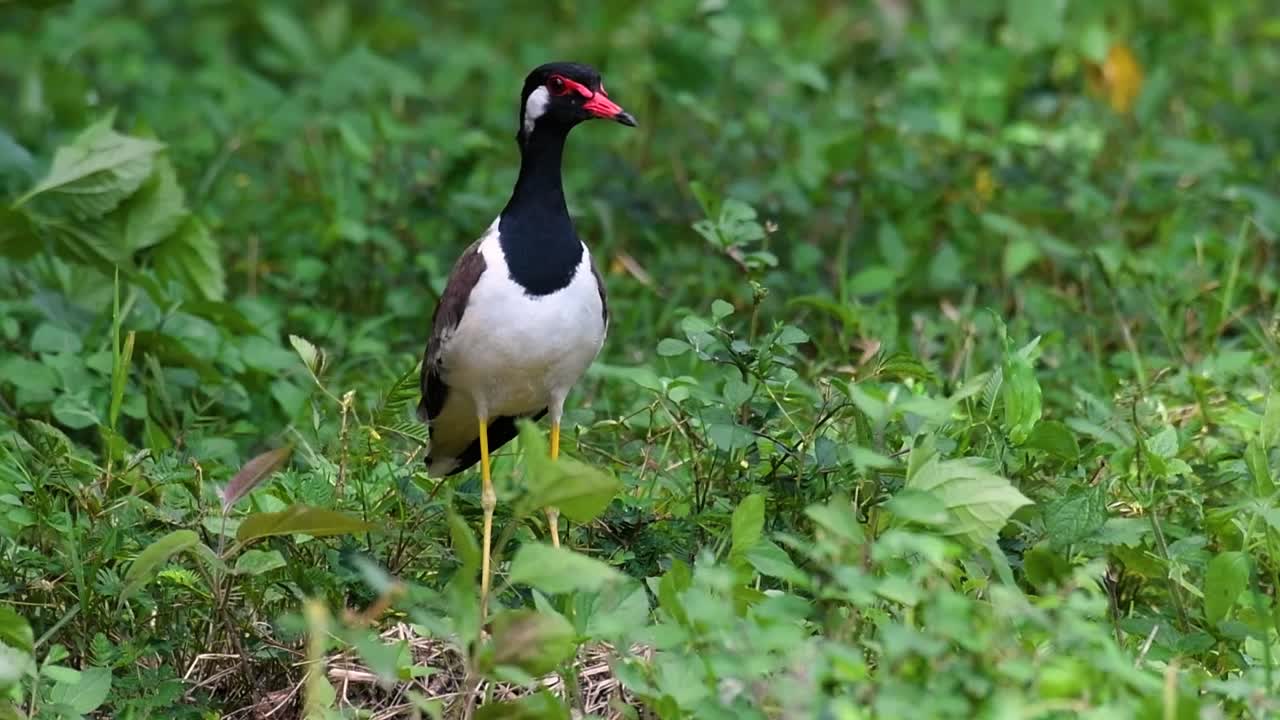 el avefría de barbas rojas es una de las aves más comunes de tailandia