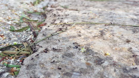 A-colony-of-ants-exchanging-informations-and-transporting-food-on-a-concrete-surface-in-a-sunny-day