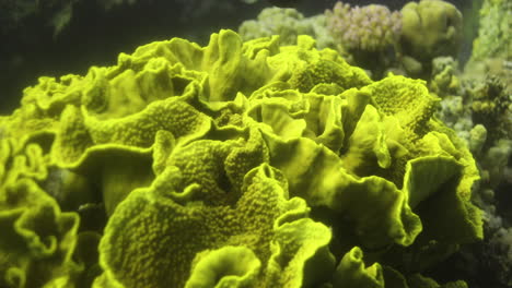 corals in the reef of the red sea