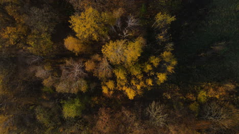 Aerial-view-of-treetops-during-autumn-orange-colors