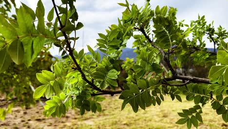 brisa suave: hojas bailando en la rama del árbol
