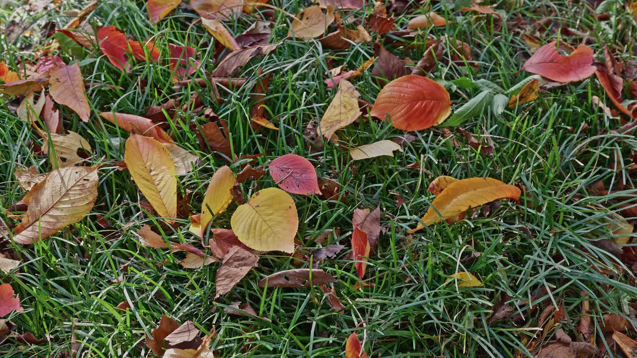Vista aérea detallada de coloridas hojas de otoño caídas y esparcidas (rojos, amarillos, naranjas) sobre césped verde corto y vibrante