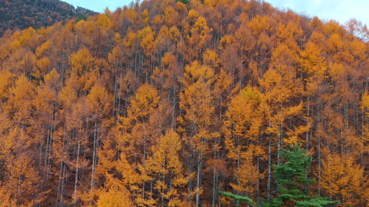 일본 가을의 빛나는 아름다움을 금빛 숲의 놀라운 4k 공중 영상으로 발견하십시오.
