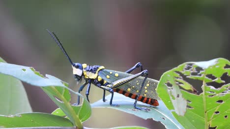 Indonesia---Bali---Saltamontes---5-Uhd-Mp4-4k-Ugd-..