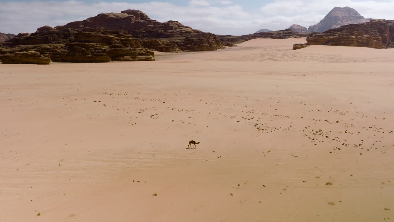 요르단의 거대한 암석으로 둘러싸인 와디 럼 사막을 걷는 단일 낙타 - 궤도를 도는 공중 촬영