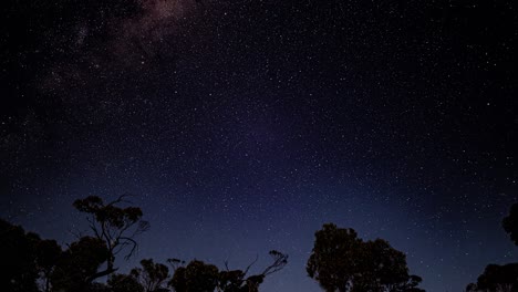 el lapso de tiempo de las estrellas por encima de los árboles