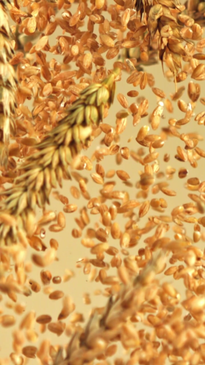 Chicchi di grano dorati e spighe che cadono al rallentatore