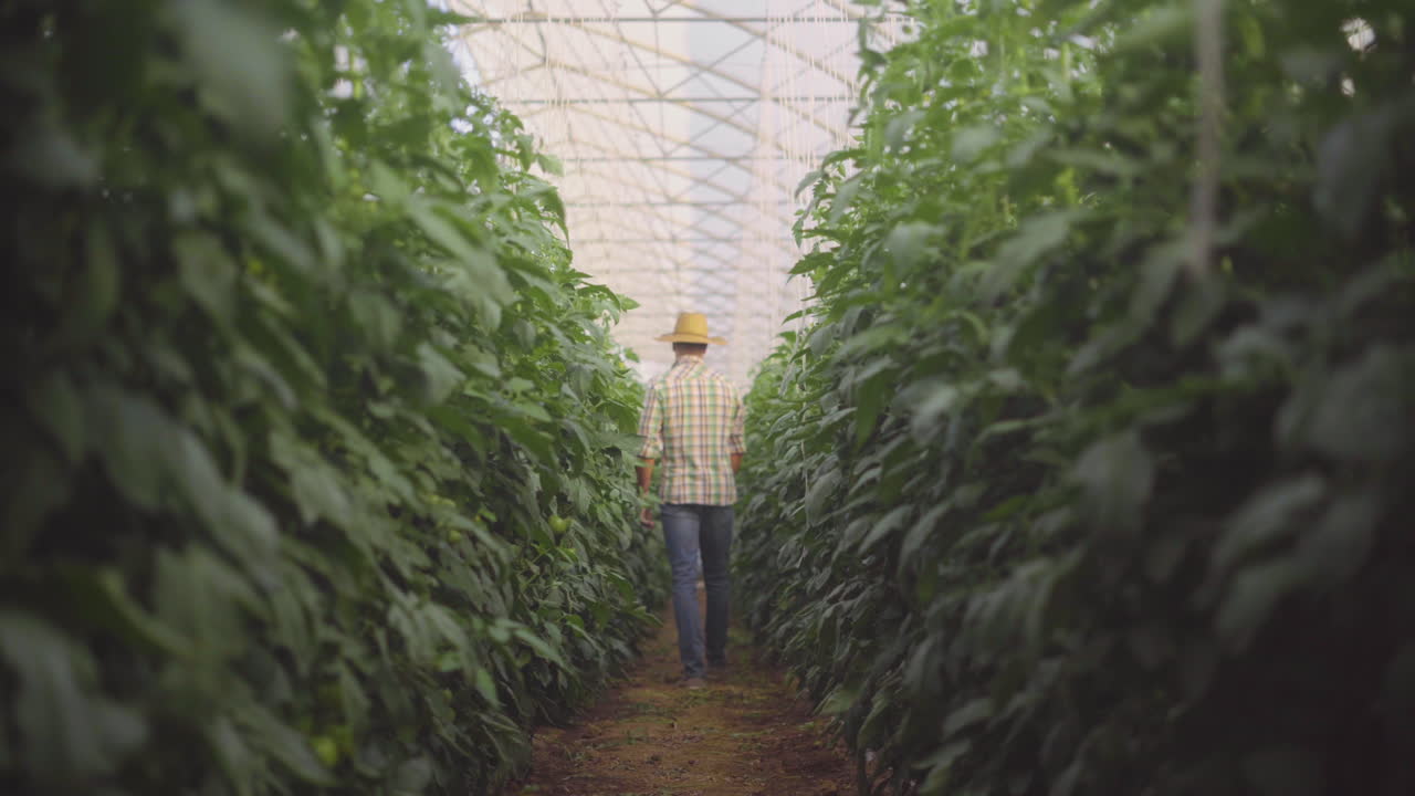 agricultor que trabaja en un invernadero