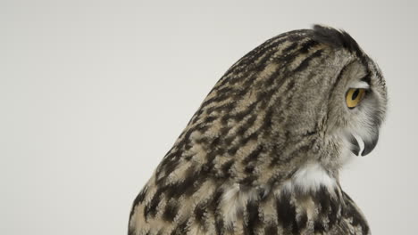 Eagle-owl-blinking-slow-motion---beautiful-bird-of-prey