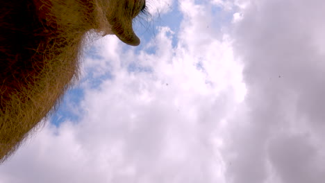 Common Warthog eats from mineral supplement lick block, upwards POV copy space