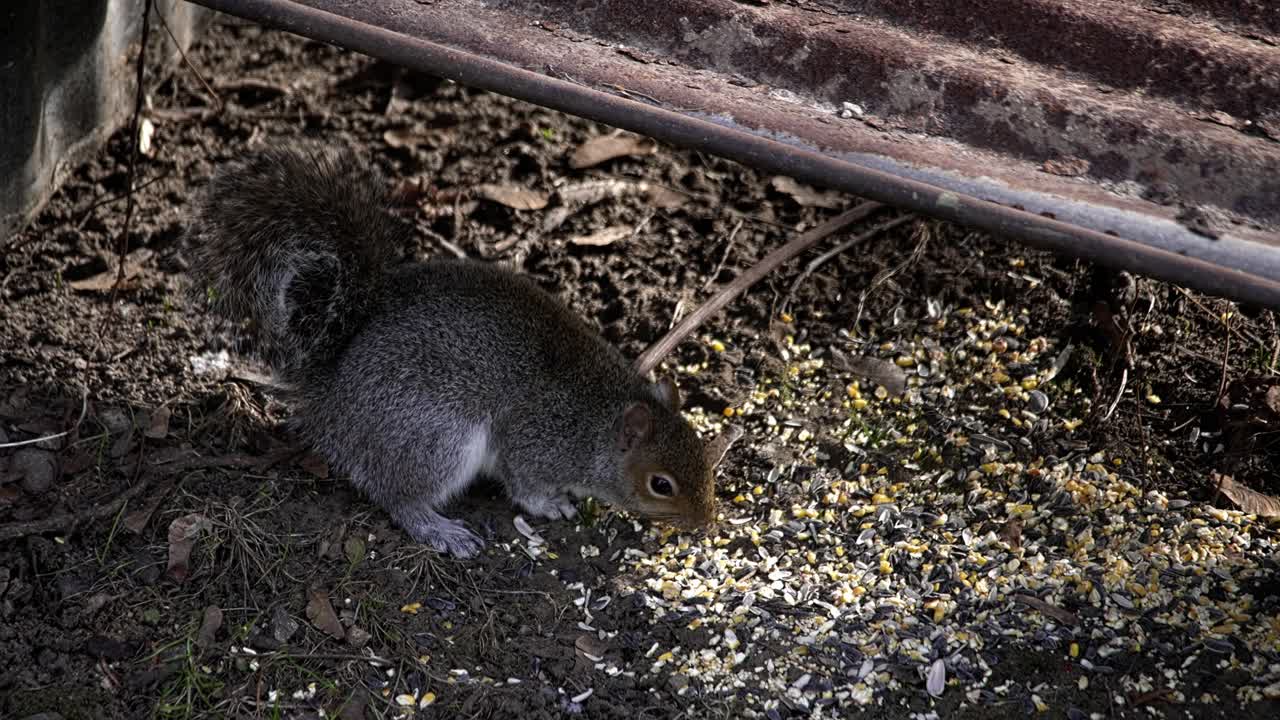 庭の土の上で見つけた鳥の種を食べて、食料を探している小さな灰色のリス