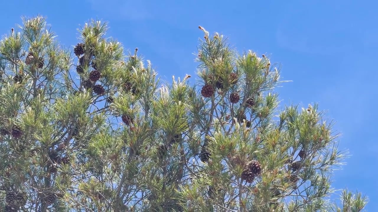 Inquadratura statica dal basso di aghi di pino verdi e pigne marroni sotto una luce solare intensa.