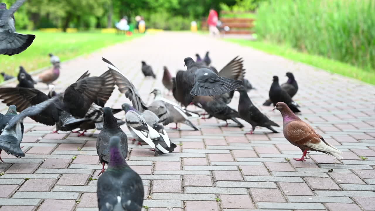 Group of pigeons feeding and fluttering on a paved walkway in a park