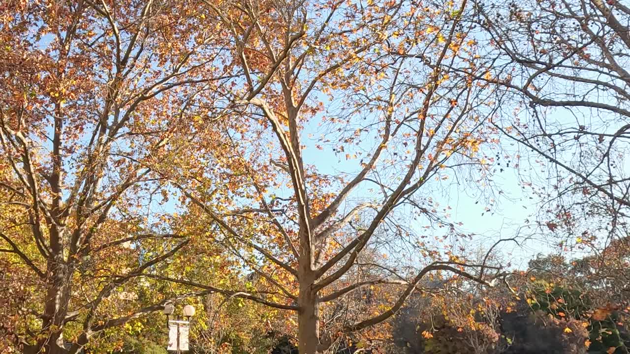 Golden autumn leaves and sunlight filter through trees next to urban buildings, creating a serene cityscape.
