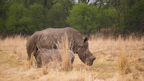 Weißes-Nashornkalb-Säugt-Von-Der-Mutter-In-Der-Trockenen-Savanne-Von-Südafrika