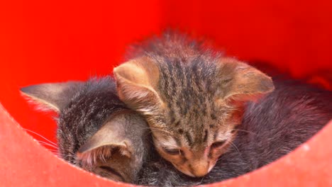 two kittens cuddling