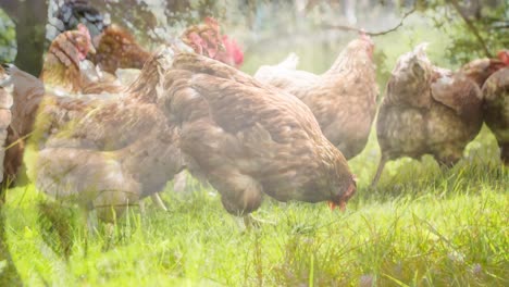 Video-Compuesto-De-Pasto-Alto-Contra-Pollos-En-La-Granja.