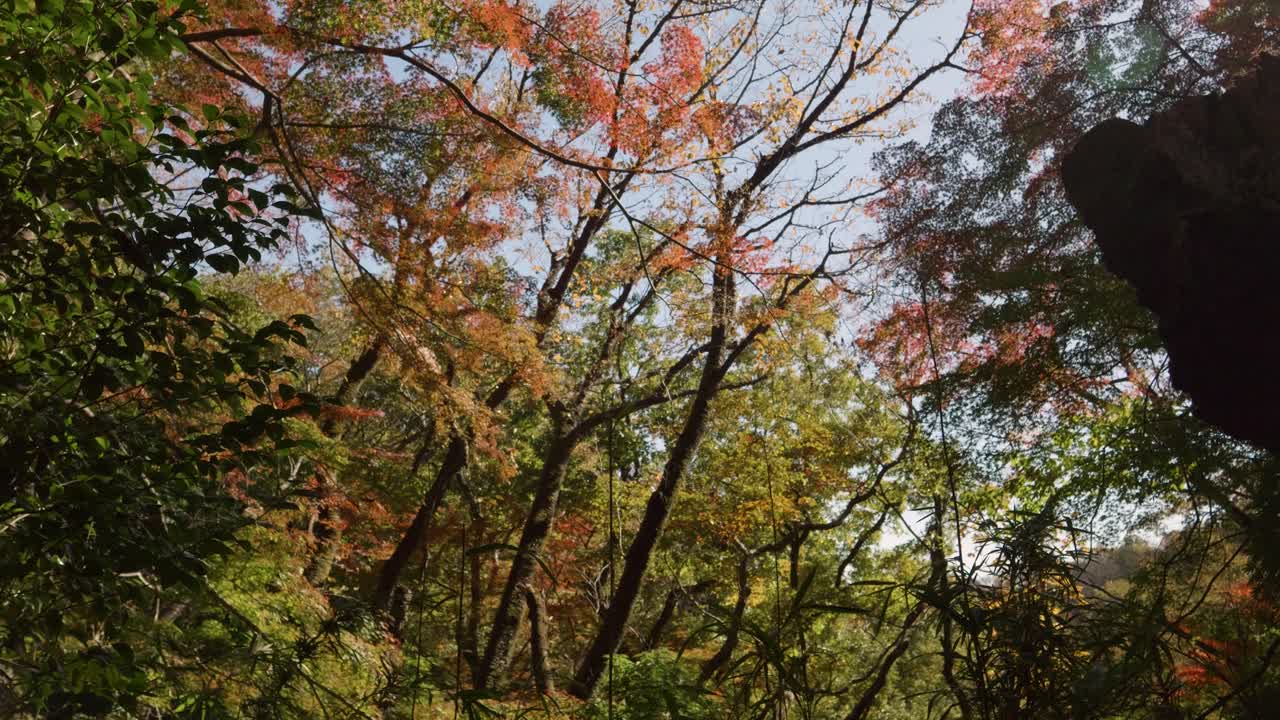 일본의 아름다운 가을 색의 숲 위에 놀라운 느린 동작 슬라이더