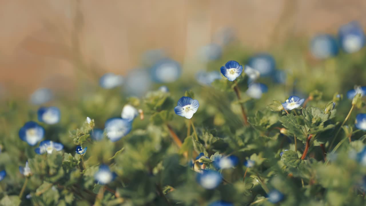 부드러운 파란색 잊지 마세요 꽃은 초록색 잎 사이에서 꽃을 피운다