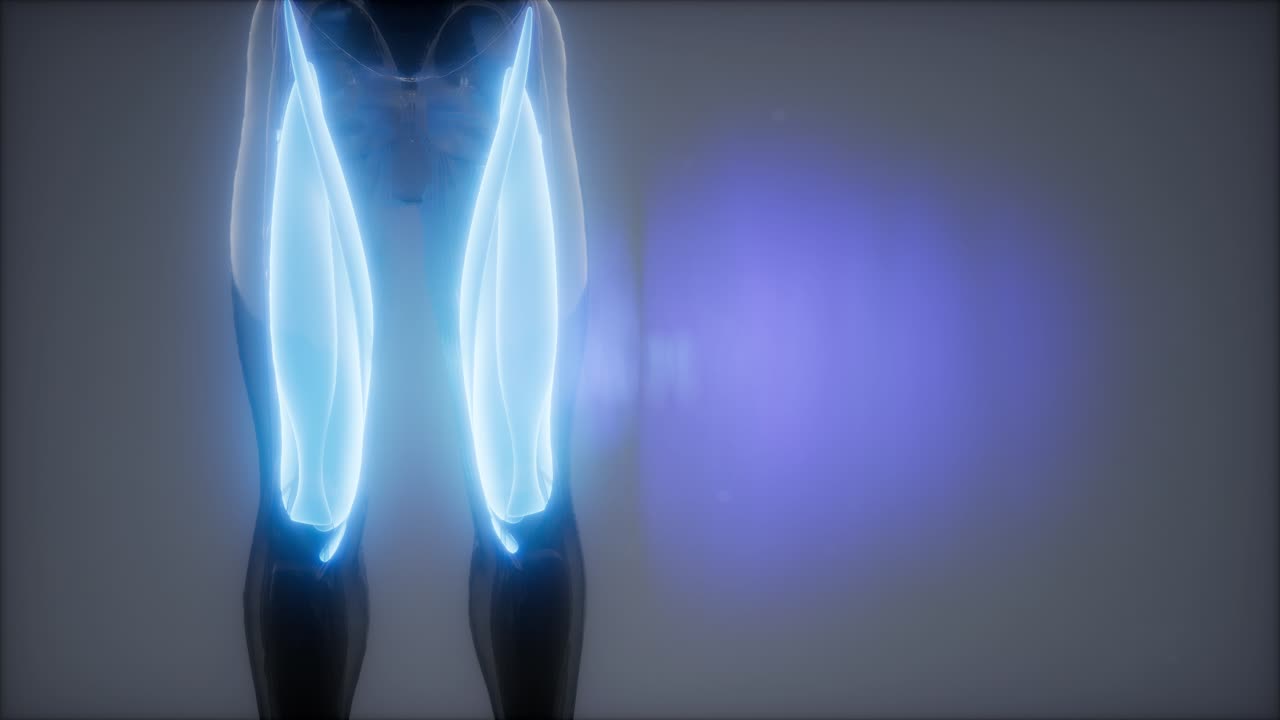 허 ⁇ 지 근육 - 눈에 보이는 근육 해부학 지도