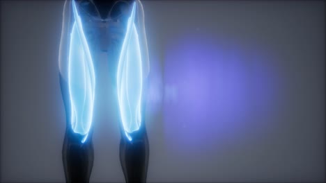 thigh muscles - visible muscle anatomy map