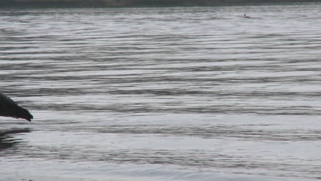 Great-Blue-Heron-(Ardea-herodias)-walking-in-Lake-Casitas-Recreation-Area-in-Oak-View-California