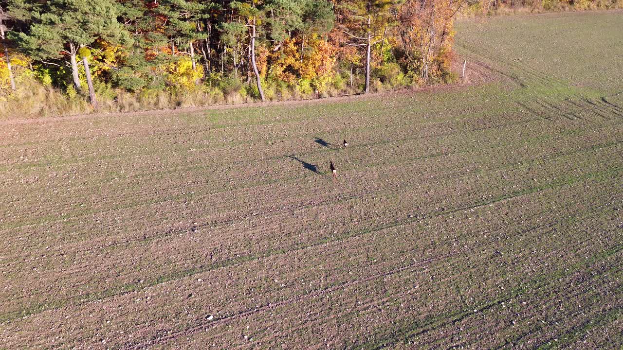 Drone captures wildlife moving across a sunlit field, casting long morning shadows. Behind them stands a colorful autumn forest near Serre Ponçon in the Hautes Alpes, France