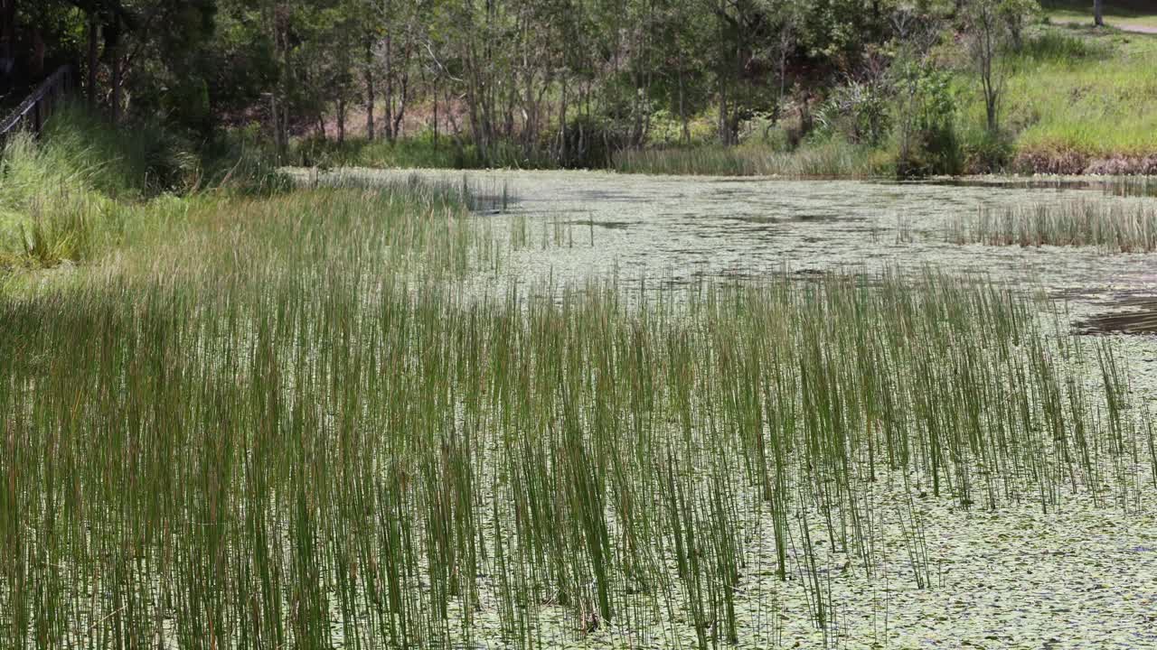 Time-lapse of vegetation growth in a marshland