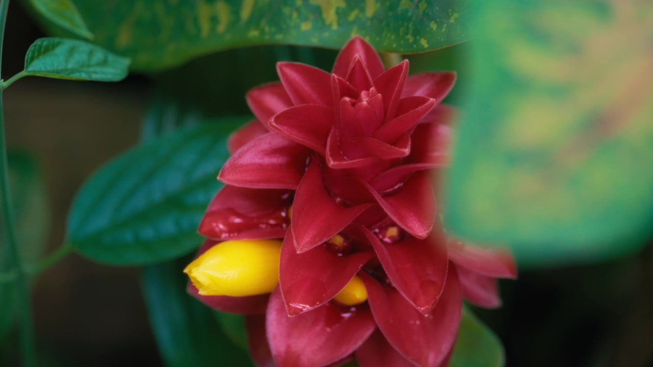 Primo piano di un colorato fiore di Costus barbatus.