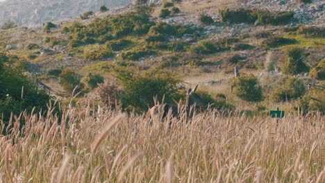 Red-Deer-in-wild-wheat,-looking-around