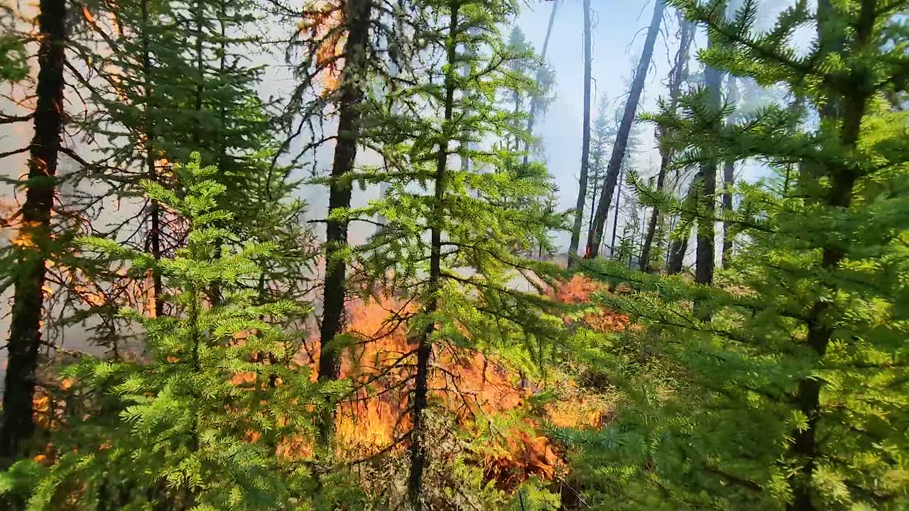 las llamas de un furioso incendio que arde a través de la vegetación seca natural de alberta, canadá