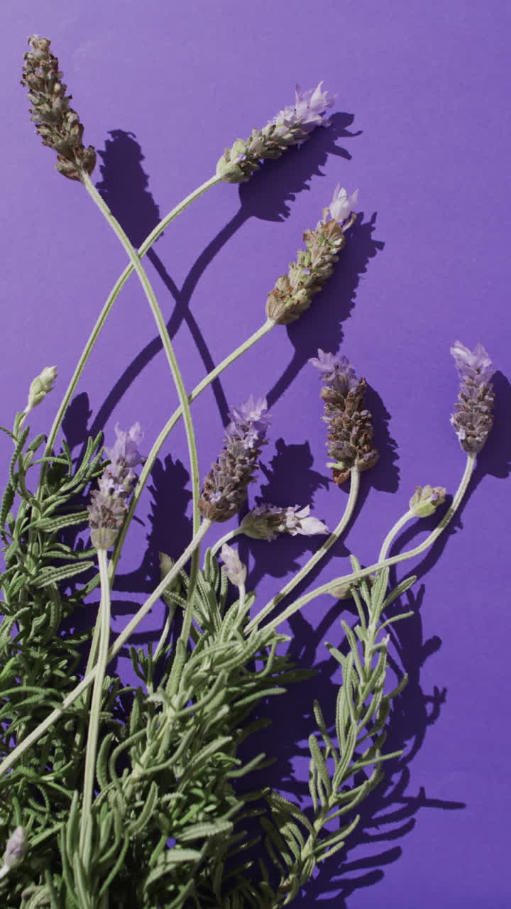 Vertical video of lavender flowers with copy space on purple background