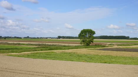 Aerial-fast-low-altitude-orbit-over-the-lonely-tree-in-Waterdunes---a-nature-area-and-recreational-park-in-the-province-of-Zeeland,-The-Netherlands