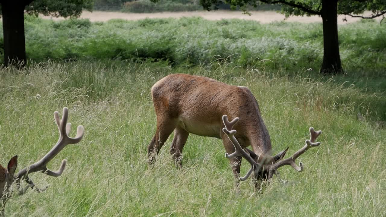 Closeup two beautiful red deer feeding on tall grass around trees in natural reserve Richmond Park in London. Sunny summer day. Antlers covered on velvet. Butterfly flying around