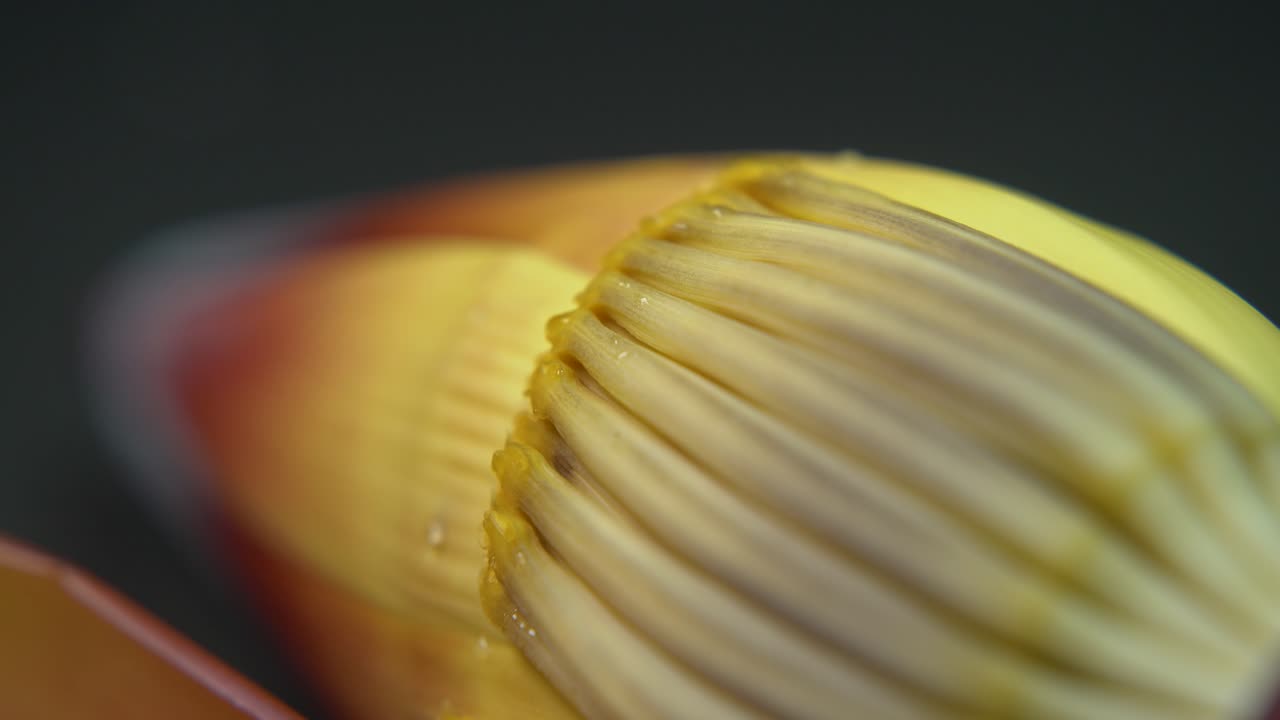 flor de plátano rica en nutrientes o flor de plátano o moca tiene muchos beneficios nutricionales