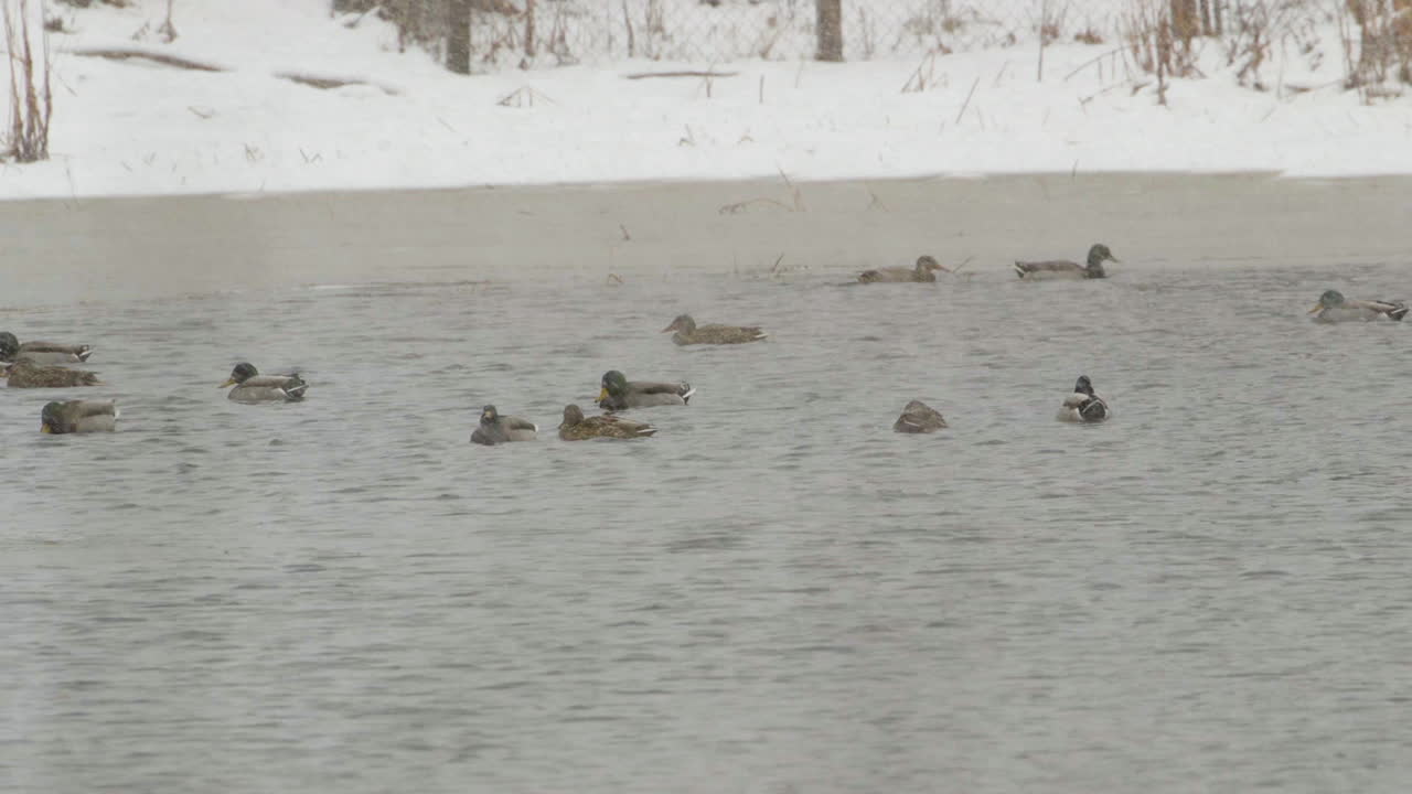 Ducks near the mouth of Saco River in Maine during heavy snowfall in mid-winter. Slow motion. Clip E.